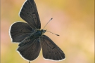 Brauner Feuerfalter (Lycaena tityrus ssp. subalpina) 10