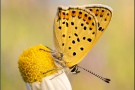 Brauner Feuerfalter (Lycaena tityrus) 16