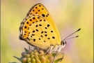 Brauner Feuerfalter (Lycaena tityrus) 11