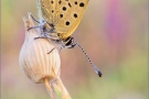 Brauner Feuerfalter (Lycaena tityrus) 19