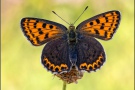 Brauner Feuerfalter (Lycaena tityrus) 18