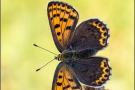 Brauner Feuerfalter (Lycaena tityrus) 13