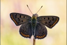 Brauner Feuerfalter (Lycaena tityrus) 17