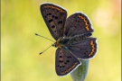 Brauner Feuerfalter (Lycaena tityrus) 12