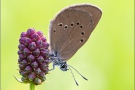 Dunkler Wiesenknopf-Ameisenbläuling (Phengaris nausithous) 03