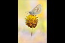 Heller Alpenbläuling (Plebejus orbitulus) 02