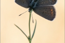 Argus-Bläuling (Plebejus argus) 03