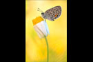 Hochmoor-Bläuling (Plebejus optilete) 02