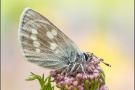 Heller Alpenbläuling (Plebejus orbitulus) 06