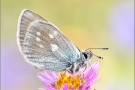 Heller Alpenbläuling (Plebejus orbitulus) 05