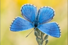 Himmelblauer Bläuling (Polyommatus bellargus) 04