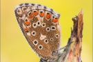 Himmelblauer Bläuling (Polyommatus bellargus) 05