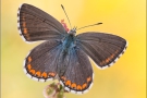 Himmelblauer Bläuling (Polyommatus bellargus) 06