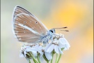 Weißdolch Bläuling (Polyommatus damon) 17