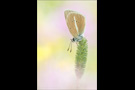 Weißdolch Bläuling (Polyommatus damon) 08