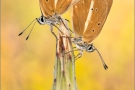 Weißdolch Bläuling (Polyommatus damon) 20