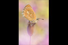 Zahnflügel-Bläuling (Polyommatus daphnis) 07