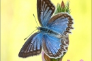 Zahnflügel-Bläuling (Polyommatus daphnis) 11