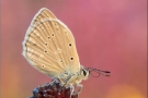 Zahnflügel-Bläuling (Polyommatus daphnis) 15