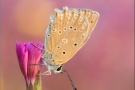 Zahnflügel-Bläuling (Polyommatus daphnis) 12