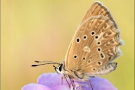 Zahnflügel-Bläuling (Polyommatus daphnis) 10