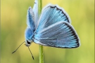Zahnflügel-Bläuling (Polyommatus daphnis) 09