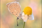 Zahnflügel-Bläuling (Polyommatus daphnis) 17