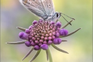 Wundklee-Bläuling 04 (Polyommatus dorylas)