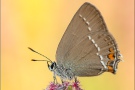 Kleiner Schlehenzipfelfalter (Satyrium acaciae) 07