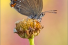 Brauner Eichenzipfelfalter (Satyrium ilicis) 03