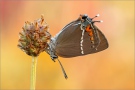 Kreuzdorn-Zipfelfalter (Satyrium spini) 08