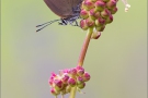 Kreuzdorn-Zipfelfalter (Satyrium spini) 07