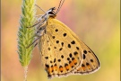 Brauner Feuerfalter (Lycaena tityrus) 15