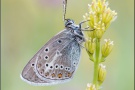 Storchschnabel-Bläuling (Eumedonia eumedon) 04