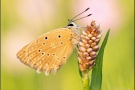 Zahnflügel-Bläuling (Polyommatus daphnis) 18