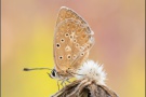 Zahnflügel-Bläuling (Polyommatus daphnis) 19