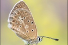 Zahnflügel-Bläuling (Polyommatus daphnis) 20