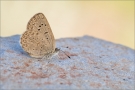 African Grass Blue (Zizeeria knysna) 01