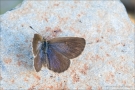 African Grass Blue (Zizeeria knysna) 02