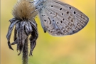 African Grass Blue (Zizeeria knysna) 09