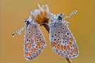 Kleiner Sonnenröschen-Bläuling 01 (Aricia agestis)