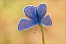 Hauhechel-Bläuling 05 (Polyommatus icarus)