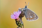 Hauhechel-Bläuling 06 (Polyommatus icarus)