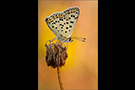 Brauner Feuerfalter (Lycaena tityrus) 03