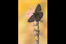 Brauner Feuerfalter (Lycaena tityrus) 06