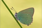 Grüner Zipfelfalter 01 (Callophrys rubi)
