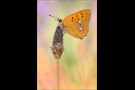 Dukatenfalter (Lycaena virgaureae) 06