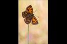 Dukatenfalter 04 (Lycaena virgaureae)