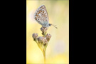 Escher-Bläuling 04 (Polyommatus escheri)