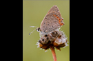 Kleiner Feuerfalter 02 (Lycaena phlaeas)